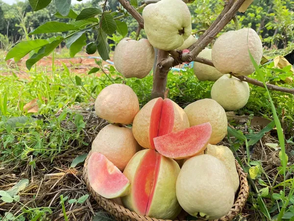 Red_dimond_1_Guava_Grafted_Live_Plant_Sapling