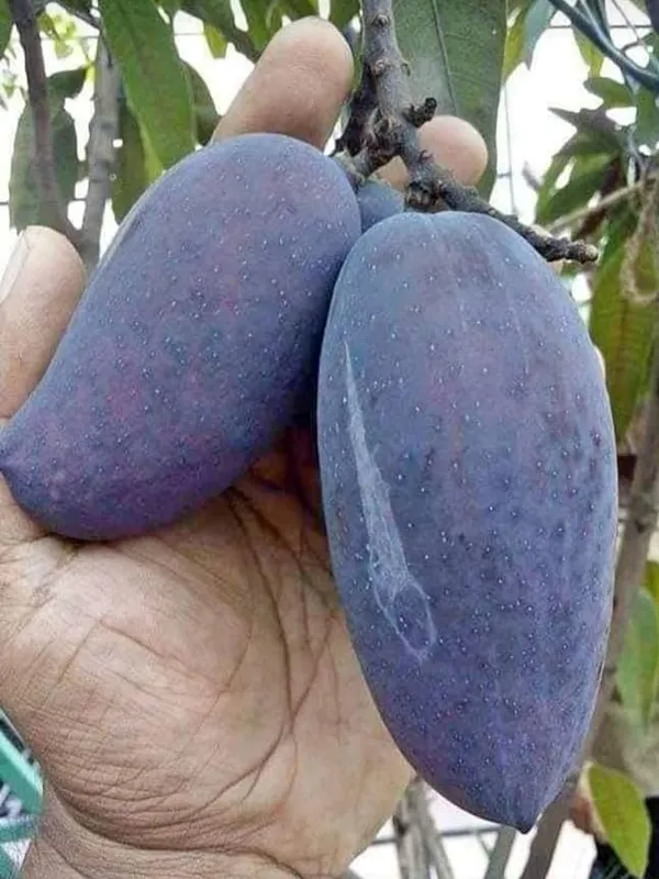 Kastur_Black_Mango_Grafted_Fruit_Bearing_Live_Plant