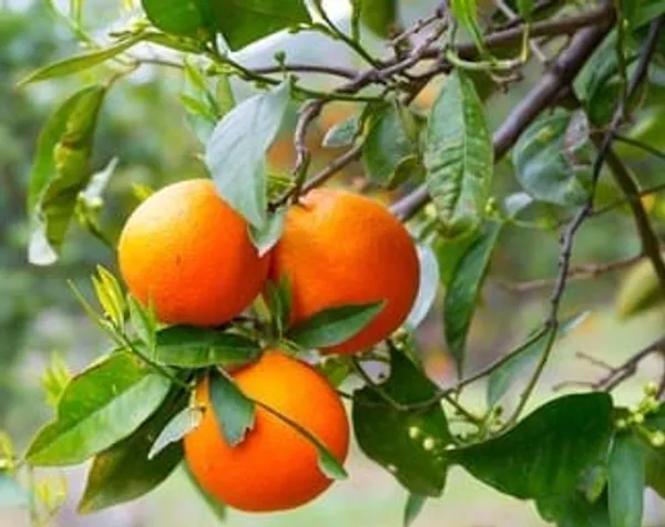 Chinese_Orange_Citrus_Fruit_Plant_Sapling