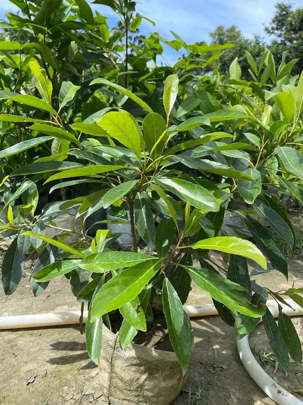 Sweet_Jalpai_Live_Fruit-Bearing_Plant