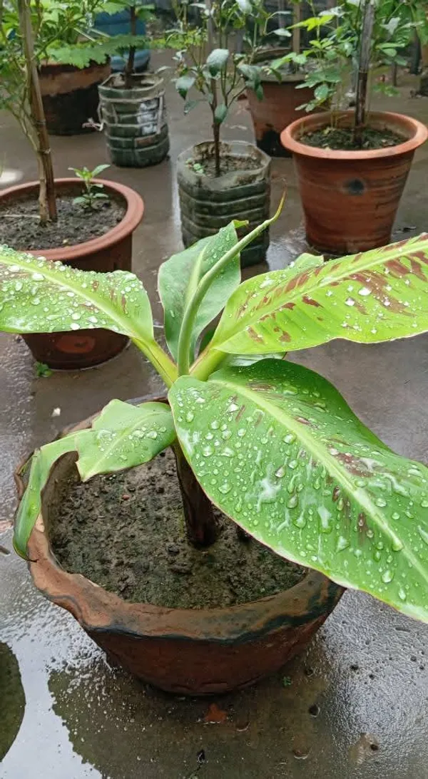 G9_Banana_Live_Plant_Sapling