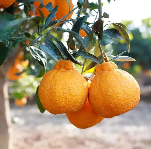 Decopon_Citrus_Grafted_Live_Fruit_Plant