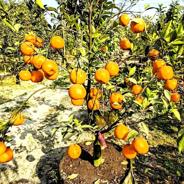 Darjeeling_Orange_Grafted_Live_Fruit_Plant