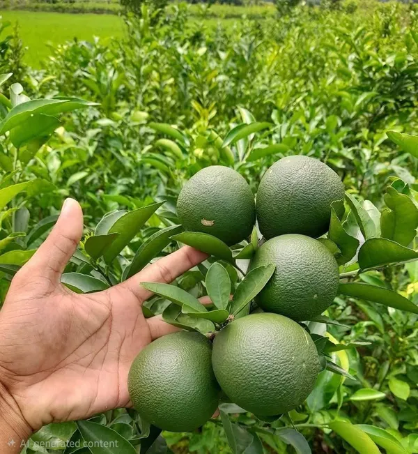 Malta_Citrus_Live_Fruit_Plant_Sapling