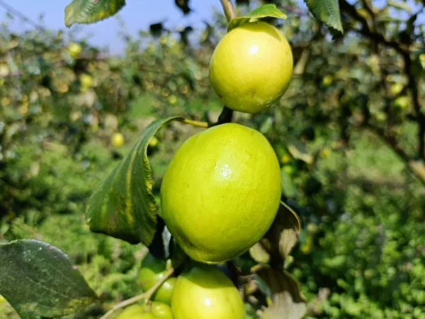 Thai_Green_Apple_Ber_Fruit_Bearing_Live_Plant