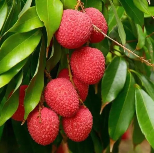 Bombay_Lychee_Air-Layered_Live_Fruit_Plant_Sapling