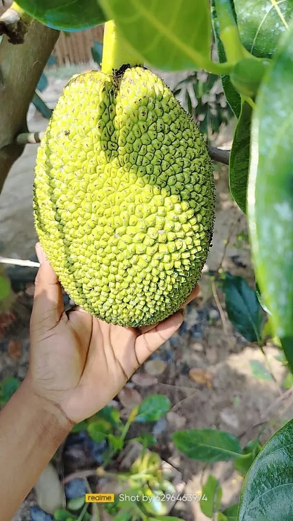 Vietnam_Super_Jackfruit_Grafted_Live_Plant