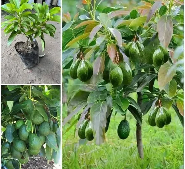 Avocado_Fruiting_Live_Plant