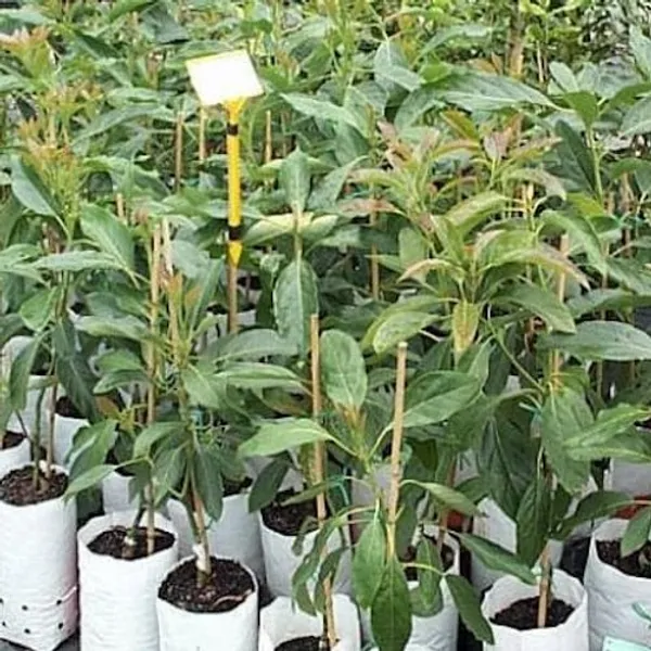 Avocado_Fruiting_Live_Plant