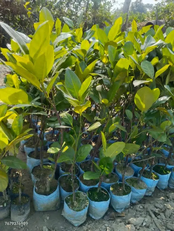 Vietnam_Super_Jackfruit_Grafted_Live_Plant