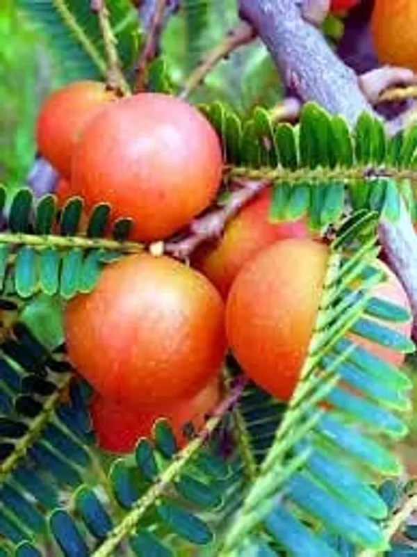 Thai_Red_Amla_Grafted_Live_Plant_Sapling