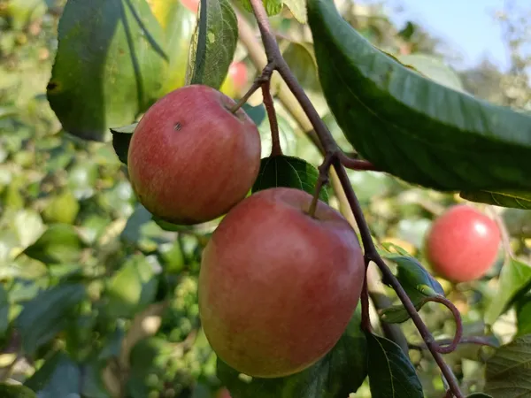 Apple_Fruit_Live_Plant_For_Home_Garden