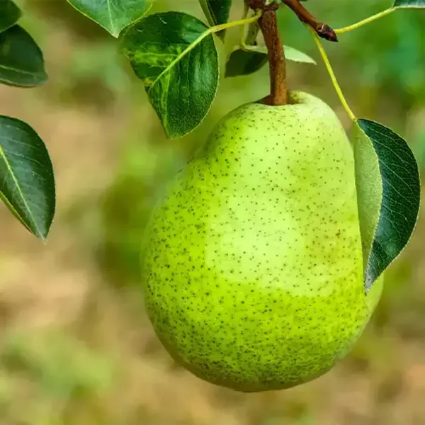 Pear_Fruit_Live_Plant_Sapling_In_Grow_Bag