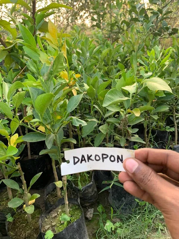 Decopon_Citrus_Grafted_Live_Fruit_Plant