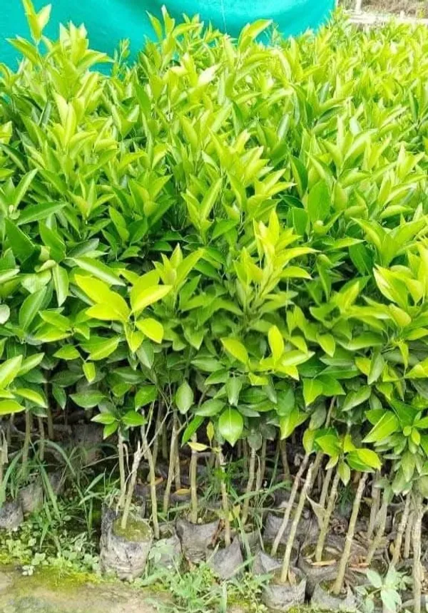 Malta_Citrus_Live_Fruit_Plant_Sapling