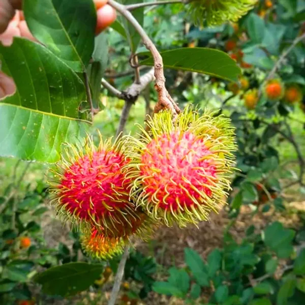 Rambutan_N18_Fruiting_Live_Plant