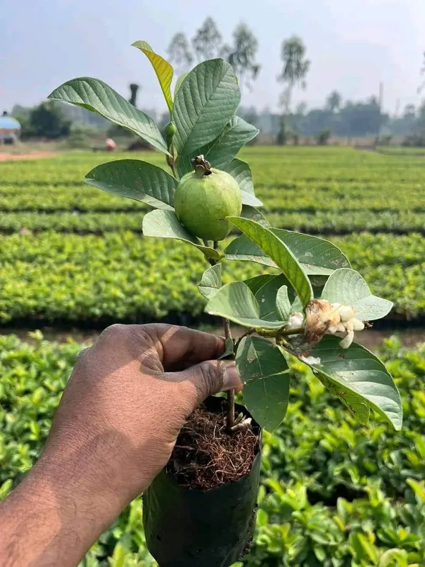Taiwan_Pink_Guava_Live_Fruit-Bearing_Plant