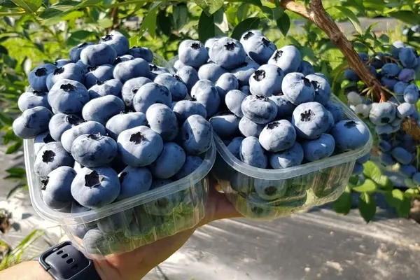 Blueberry_Fruit-Bearing_Live_Plant