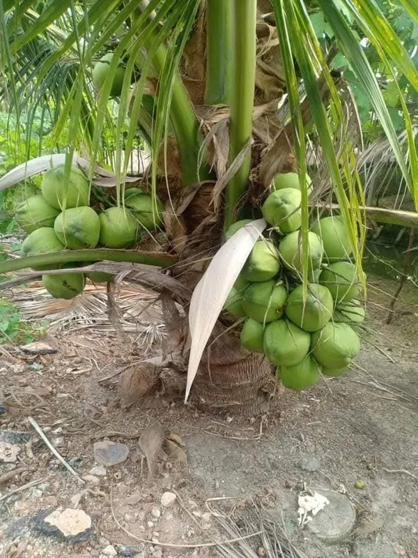 Gangabardhan_Coconut_Palm_Live_Plant_In_Grow_Bag