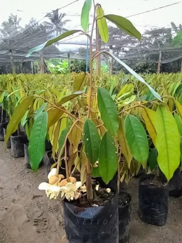 Durian_Fruit_Plant_Sapling_In_Nursery_Grow_Bag