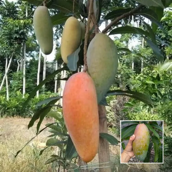 Kijuay_Mango_Grafted_Live_Plant_Sapling