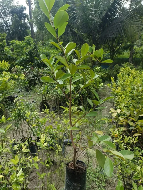 Red_Strawberry_Guava_Fruit_Bearing_Live_Plant