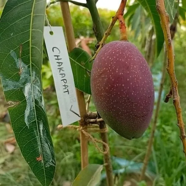 Chakkapat_Mango_Grafted_Live_Plant_For_Garden
