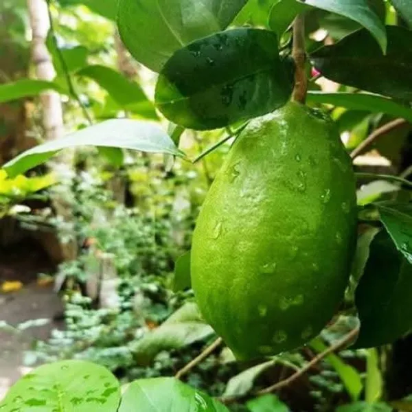 Gandharaj_Lemon_Grafted_Fruit_Bearing_Live_Plant