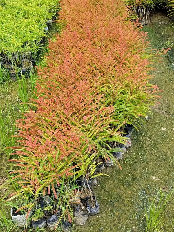 Thai_Red_Amla_Grafted_Live_Plant_Sapling