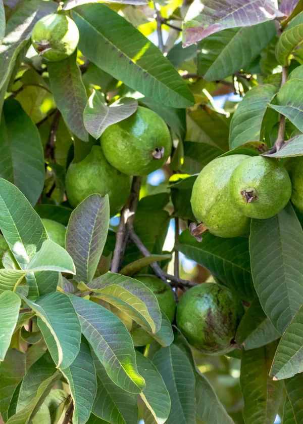 Khaja_Guava_Grafted_Live_Fruit_Plant