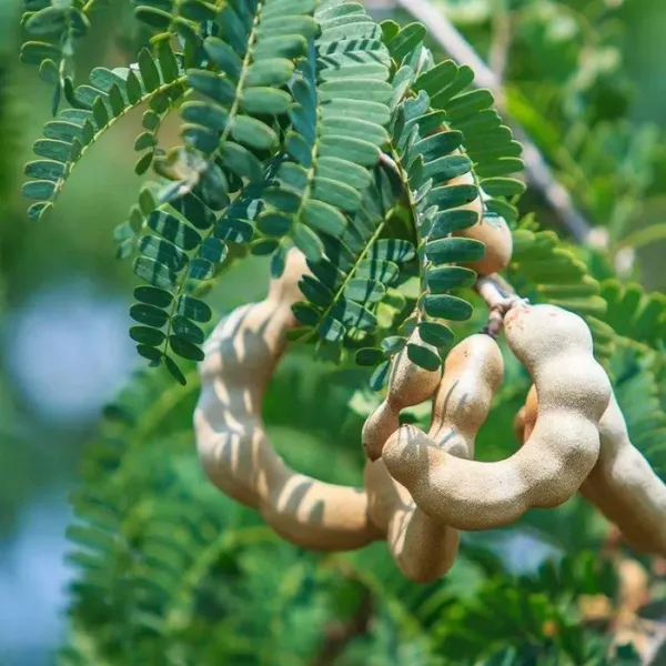Sweet_Tamarind_Grafted_Live_Plant_In_Grow_Bag