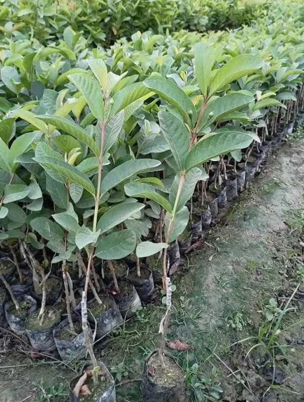 Thai_5_Guava_Live_Fruit_Plant_In_Grow_Bag