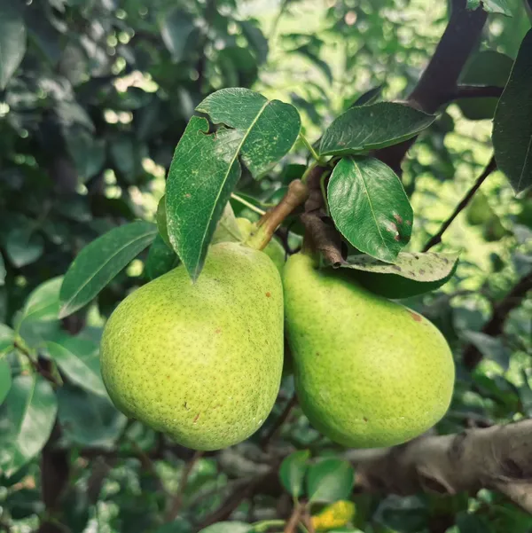 Pear_Fruit_Live_Plant_Sapling_In_Grow_Bag