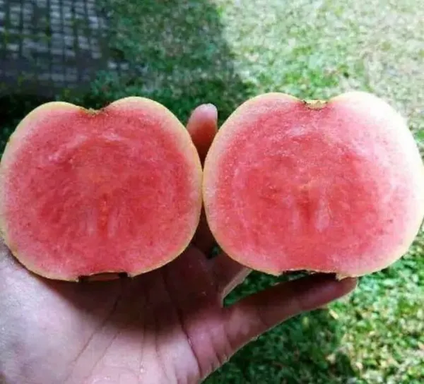 Red_Diamond_Pink_Flesh_Guava_Grafted_Live_Plant