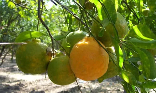 Nagpur_Orange_Grafted_Live_Plant_For_Garden