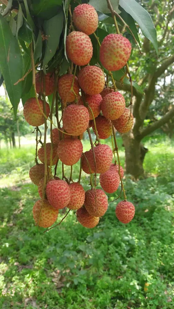 Bombay_Lychee_Air-Layered_Live_Fruit_Plant_Sapling