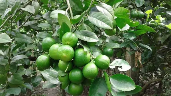 Thai_Lemon_Grafted_Live_Plant_Sapling_In_Grow_Bag