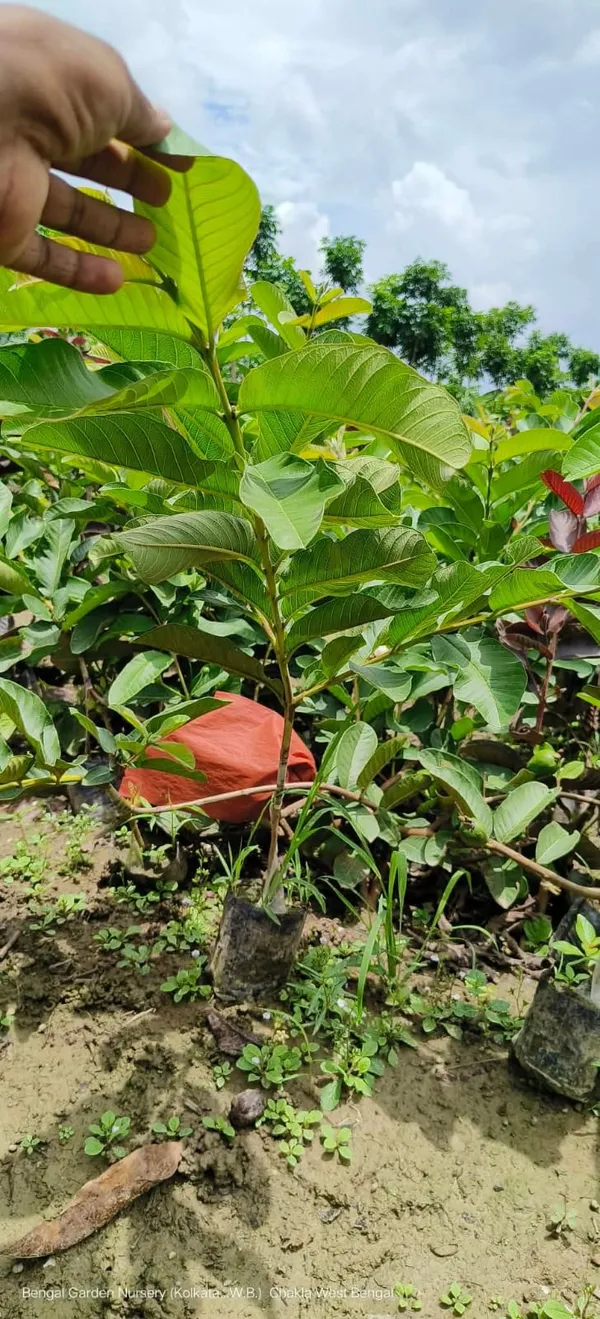 Red_dimond_1_Guava_Grafted_Live_Plant_Sapling
