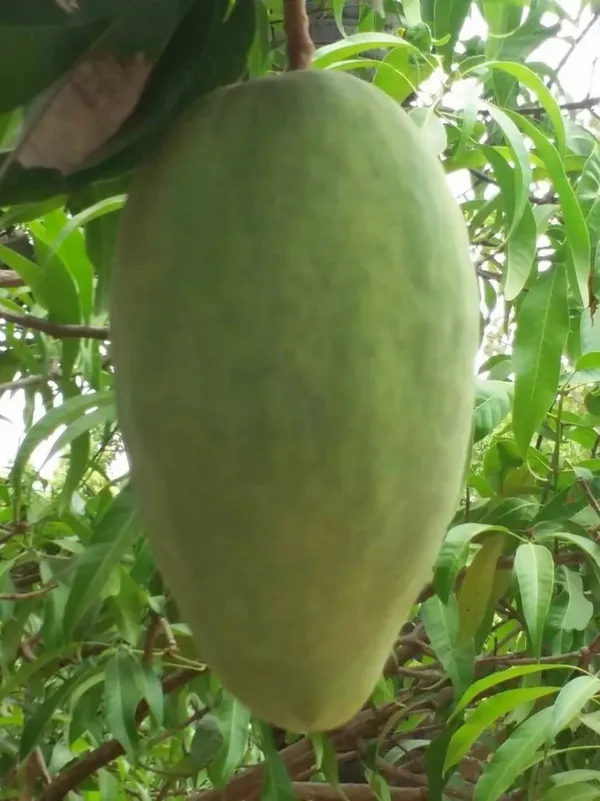Big_size_Nurjahan_mango_plant_Grafted_live_plant