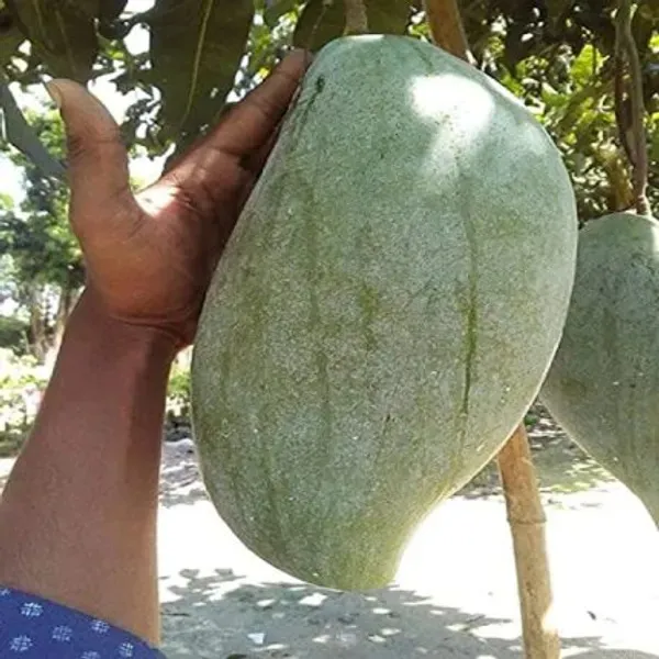 Big_size_Nurjahan_mango_plant_Grafted_live_plant
