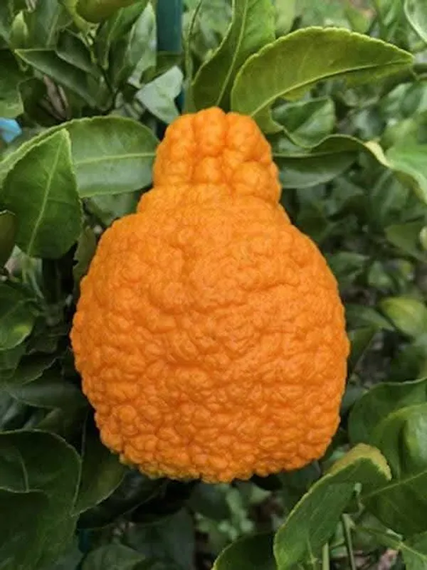 Decopon_Citrus_Grafted_Live_Fruit_Plant
