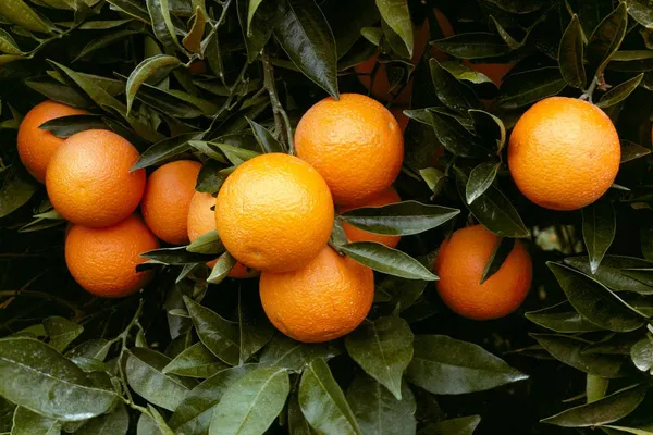 Pakistani_Orange_Grafted_Fruit_Bearing_Live_Plant