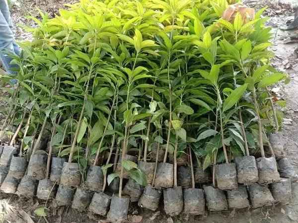 Thai_Red_Banana_Mango_Grafted_Live_Plant_Sapling