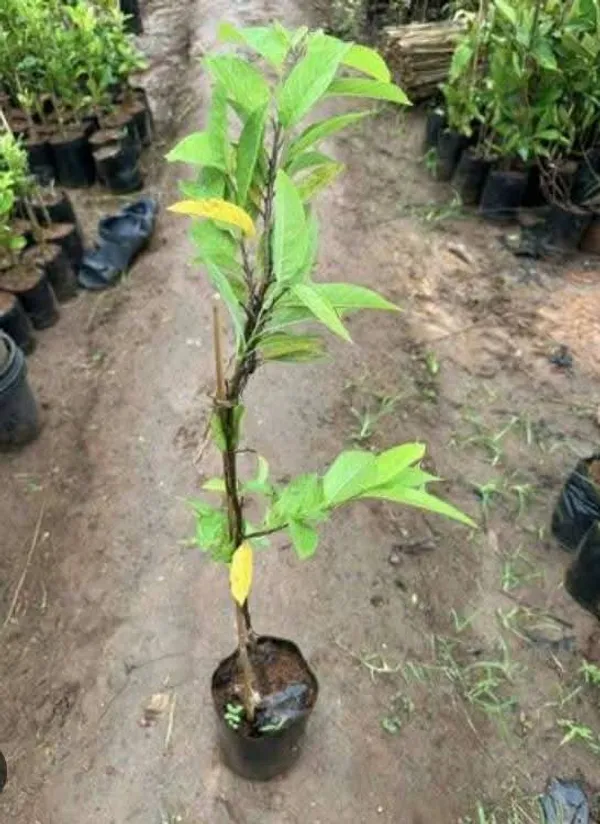 Nmk_1_Custard_Apple_Grafted_Live_Fruit_Plant