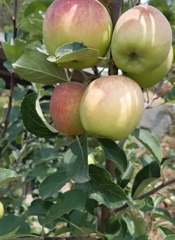 Hrmn_99_Apple_Fruit_Live_Plant_Sapling