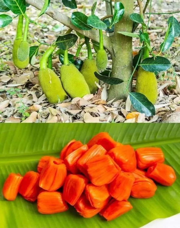 Pink_Jackfruit_Live_Plant_Sapling