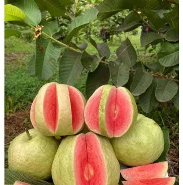 Red_Diamond_Pink_Flesh_Guava_Grafted_Live_Plant