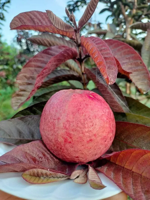 Black_Diamond_Guava_Grafted_Live_Plant_Sapling