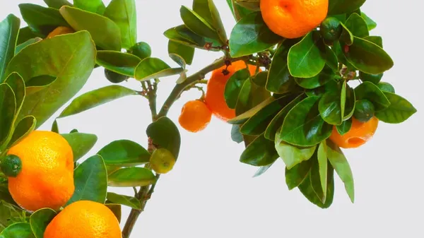 Chinese_Orange_Citrus_Fruit_Plant_Sapling