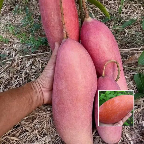 Chiang_Mai_Mango_Grafted_Live_Fruit_Plant